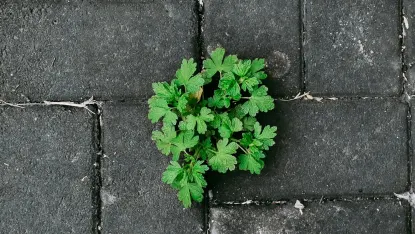 Kazino Deposit Win Mobilioji programa